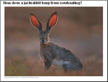 How does a jackrabbit keep from overheating?