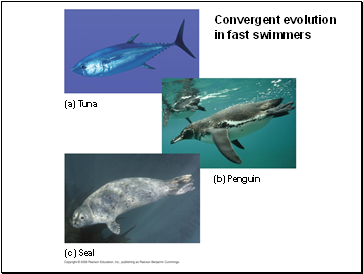 Convergent evolution in fast swimmers