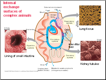 Internal exchange surfaces of complex animals