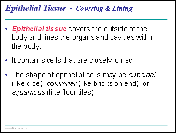 Epithelial Tissue - Covering & Lining