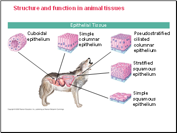 Structure and function in animal tissues