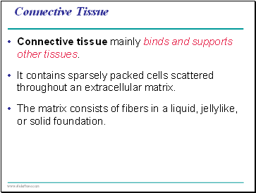 Connective Tissue