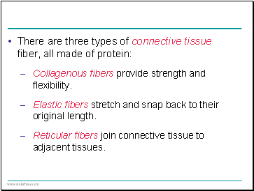 There are three types of connective tissue fiber, all made of protein: