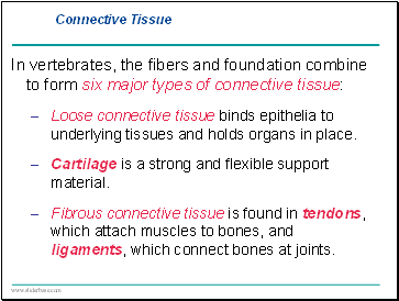 Connective Tissue