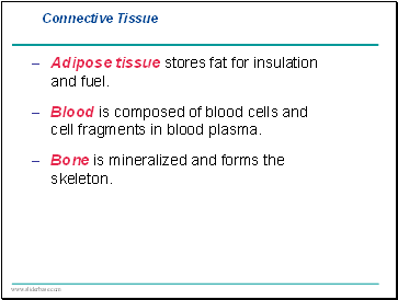 Adipose tissue stores fat for insulation and fuel.