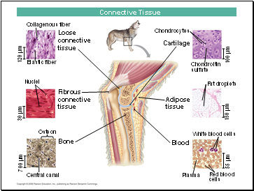 Connective Tissue