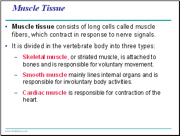 Muscle Tissue