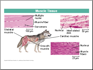 Muscle Tissue