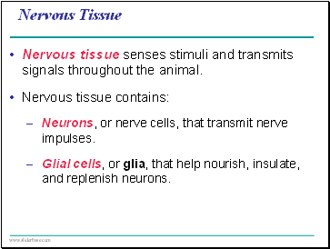 Nervous Tissue