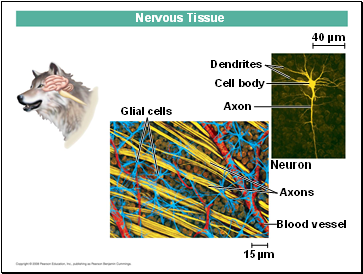 Glial cells