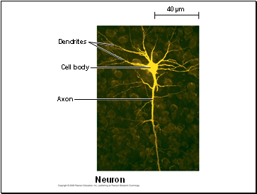 Dendrites