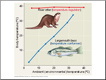 River otter (temperature regulator)