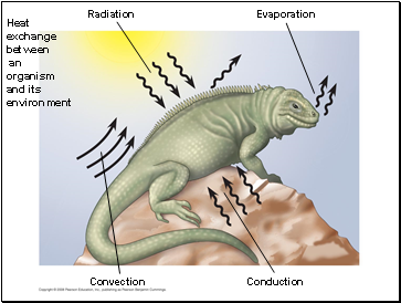 Heat exchange between an organism and its environment