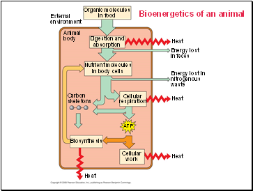 Bioenergetics of an animal