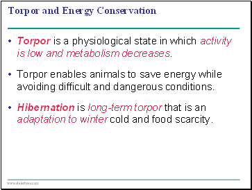 Torpor and Energy Conservation