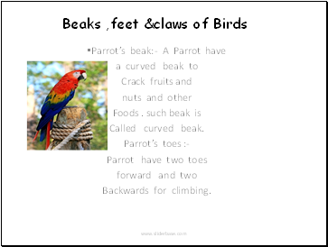 Beaks ,feet &claws of Birds