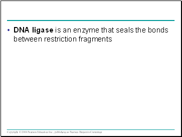 DNA ligase is an enzyme that seals the bonds between restriction fragments