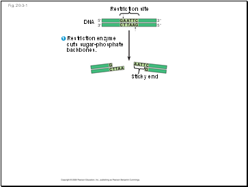 Fig. 20-3-1