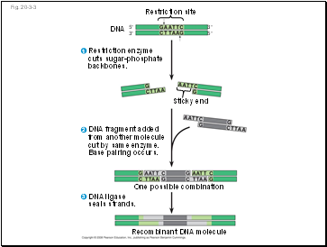 Fig. 20-3-3