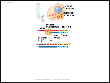 Fig. 20-6-3