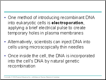 One method of introducing recombinant DNA into eukaryotic cells is electroporation, applying a brief electrical pulse to create temporary holes in plasma membranes