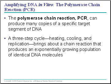 Amplifying DNA in Vitro: The Polymerase Chain Reaction (PCR)
