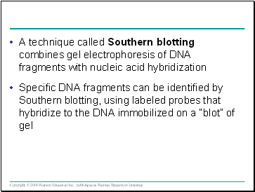 A technique called Southern blotting combines gel electrophoresis of DNA fragments with nucleic acid hybridization