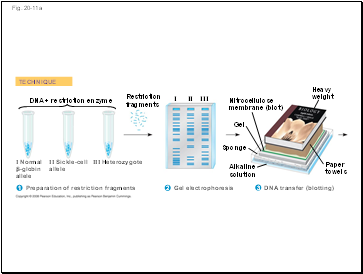 Fig. 20-11a