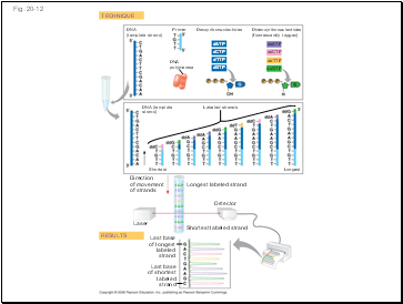 Fig. 20-12