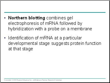Northern blotting combines gel electrophoresis of mRNA followed by hybridization with a probe on a membrane