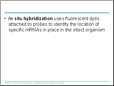 In situ hybridization uses fluorescent dyes attached to probes to identify the location of specific mRNAs in place in the intact organism