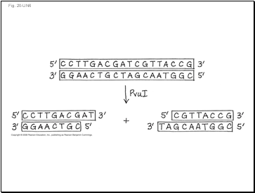 Fig. 20-UN6