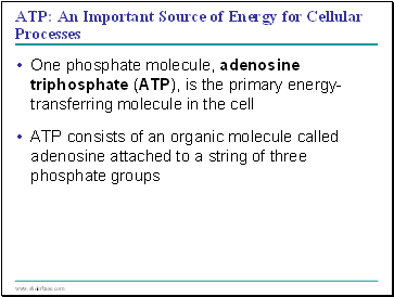 ATP: An Important Source of Energy for Cellular Processes
