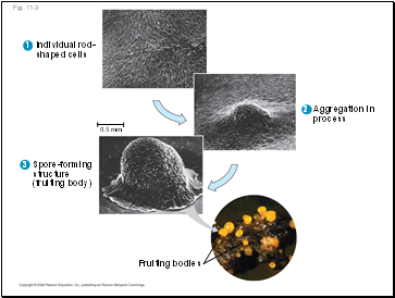 Fig. 11-3