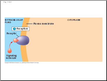 Fig. 11-6-1