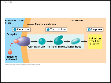 Fig. 11-6-3