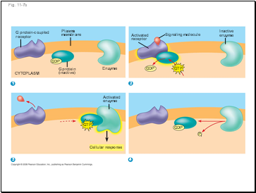 Fig. 11-7b