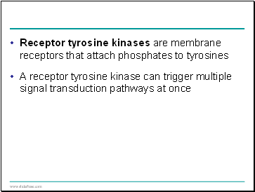 Receptor tyrosine kinases are membrane receptors that attach phosphates to tyrosines