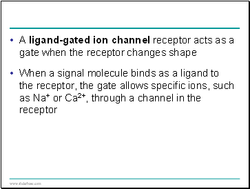 A ligand-gated ion channel receptor acts as a gate when the receptor changes shape