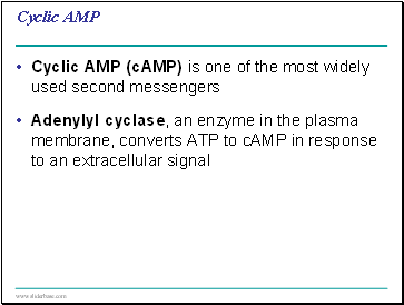 Cyclic AMP