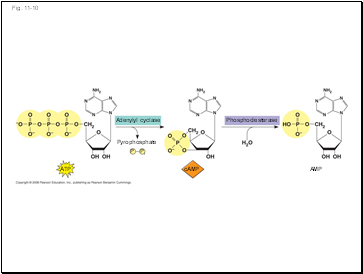 Adenylyl cyclase