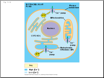 EXTRACELLULAR