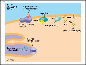 Fig. 11-13-1