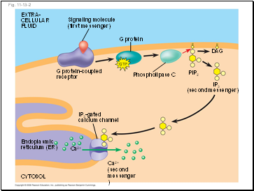 Fig. 11-13-2