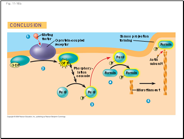 Fig. 11-16b