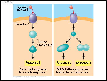 Fig. 11-17a