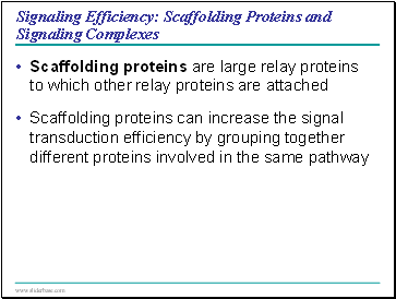 Signaling Efficiency: Scaffolding Proteins and Signaling Complexes