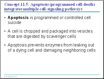 Concept 11.5: Apoptosis (programmed cell death) integrates multiple cell-signaling pathways
