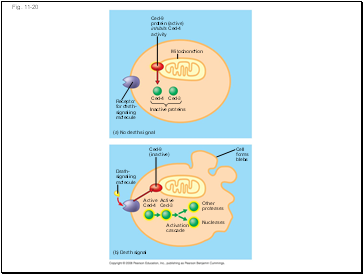 Fig. 11-20