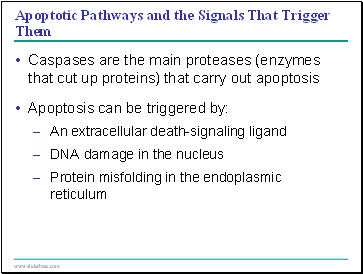 Apoptotic Pathways and the Signals That Trigger Them